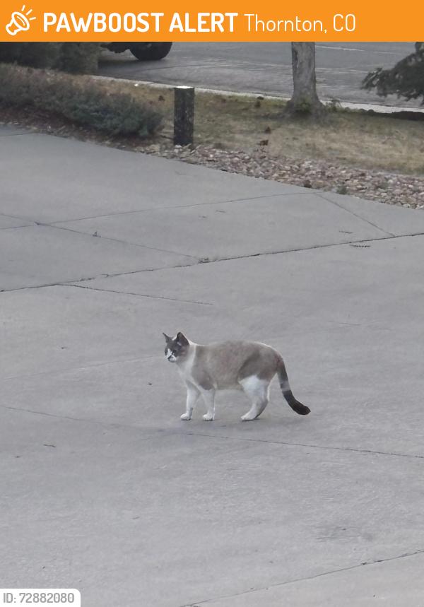 Found/Stray Unknown Cat last seen Medison St, Thornton, CO 80233