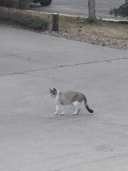 Found/Stray Unknown Cat last seen Medison St, Thornton, CO 80233