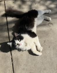 Lost Male Cat last seen 8th and cedar , Bloomington, CA 92316