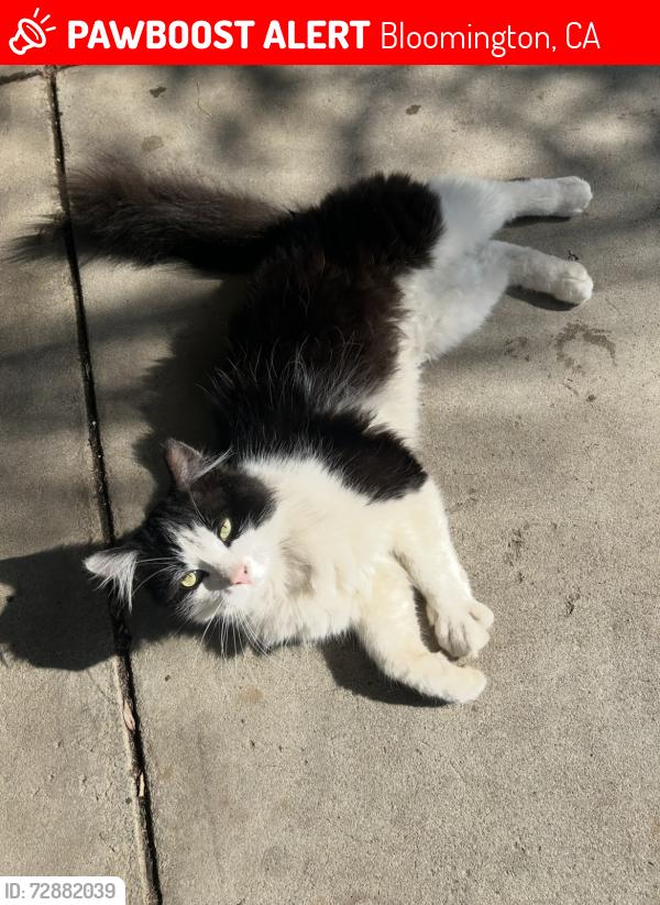 Lost Male Cat last seen 8th and cedar , Bloomington, CA 92316