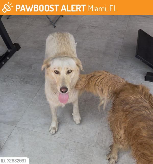 Found/Stray Female Dog last seen 102nd ave and 56th st, Miami, FL 33165