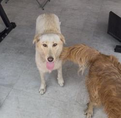 Found/Stray Female Dog last seen 102nd ave and 56th st, Miami, FL 33165