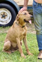 Found/Stray Male Dog last seen About 1 mile east of Lakeside Market, MS-310, MS 38619
