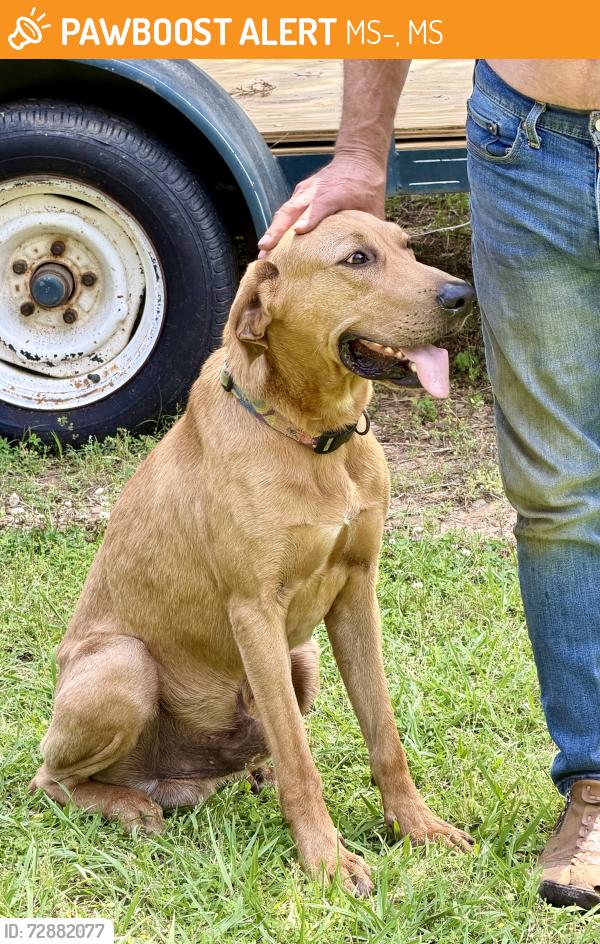 Found/Stray Male Dog last seen About 1 mile east of Lakeside Market, MS-310, MS 38619