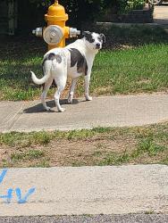 Found/Stray Unknown Dog last seen Fawn Glen, Raleigh, NC 27616