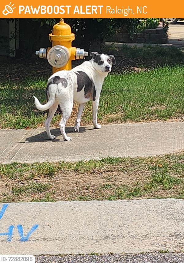 Found/Stray Unknown Dog last seen Fawn Glen, Raleigh, NC 27616