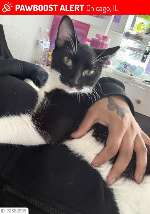 Lost Female Cat last seen Walmart, Chicago, IL 60639