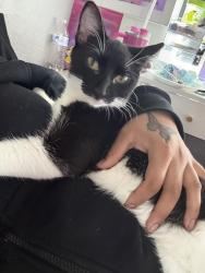 Lost Female Cat last seen Walmart, Chicago, IL 60639