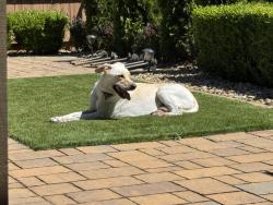 Reunited Male Dog last seen Peak Forest Way/Hatherton Way, Elk Grove, CA 95757