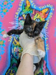 Shelter Stray Female Cat last seen Bexar County, New Braunfels, TX 78130