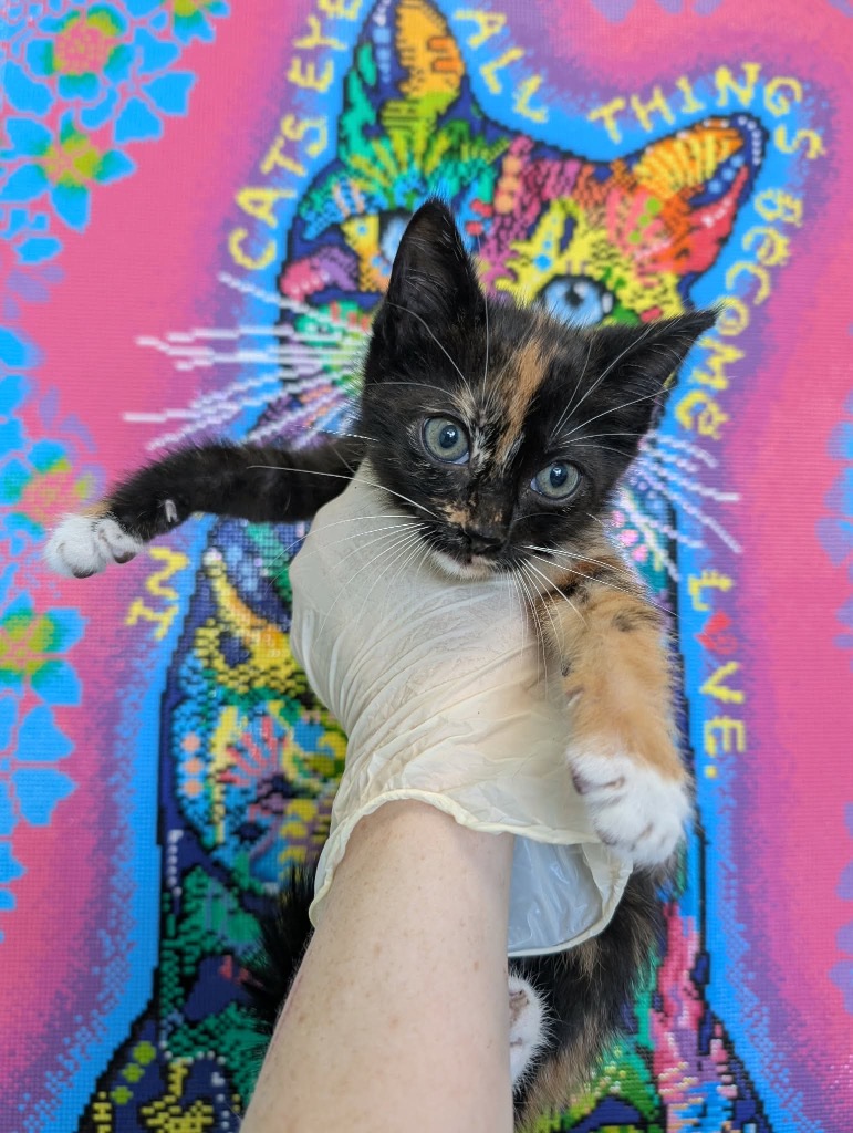 Shelter Stray Female Cat last seen Bexar County, New Braunfels, TX 78130