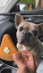 Lost Male Dog last seen Military & scyene, Mesquite, TX 75149