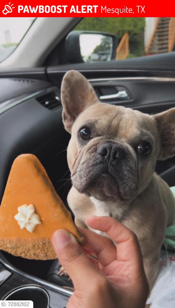 Lost Male Dog last seen Military & scyene, Mesquite, TX 75149