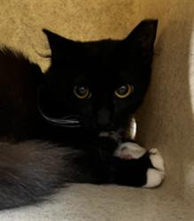 Shelter Stray Male Cat last seen SALEM ST/AS, Sanford, FL 32773