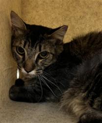 Shelter Stray Male Cat last seen SALEM ST/AS, Sanford, FL 32773