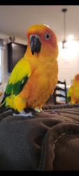 Lost Female Bird last seen Mcsweeny elementary , Hemet, CA 92543