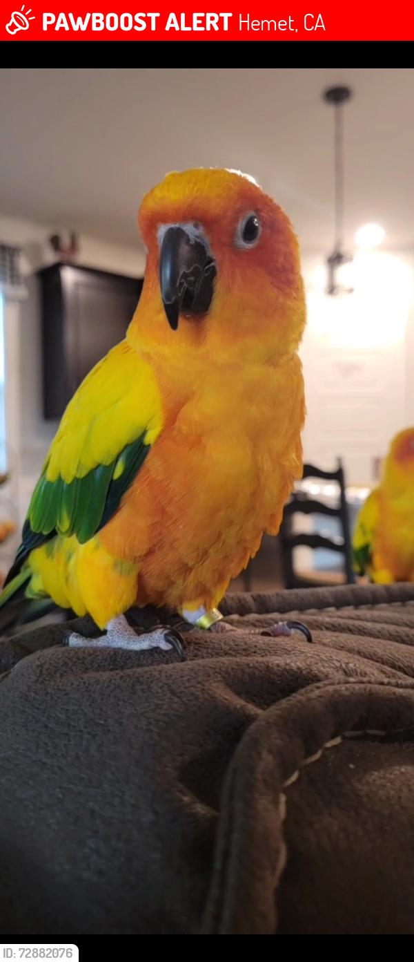 Lost Female Bird last seen Mcsweeny elementary , Hemet, CA 92543