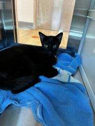Shelter Stray Female Cat last seen , Pearland, TX 77581
