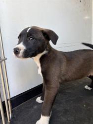 Shelter Stray Female Dog last seen Near BLK BRADSHAW, BAKERSFIELD, CA, Bakersfield, CA 93307