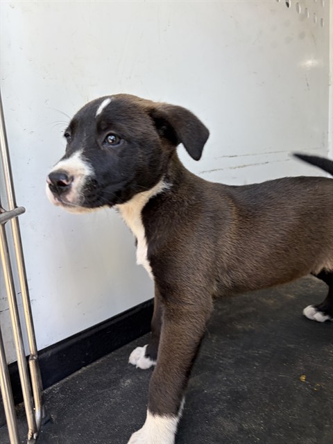 Shelter Stray Female Dog last seen Near BLK BRADSHAW, BAKERSFIELD, CA, Bakersfield, CA 93307