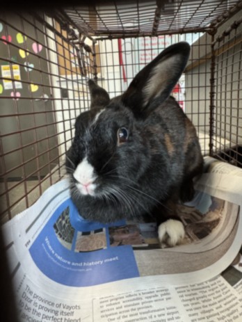 Shelter Stray Female Other last seen , Los Angeles, CA 90025