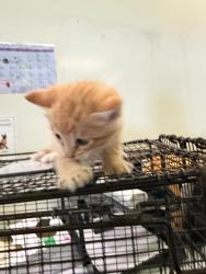 Shelter Stray Male Cat last seen , Los Angeles, CA 90047