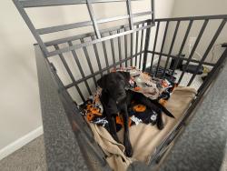 Lost Male Dog last seen Cary C. Jones Memorial Park, Apex, NC 27502