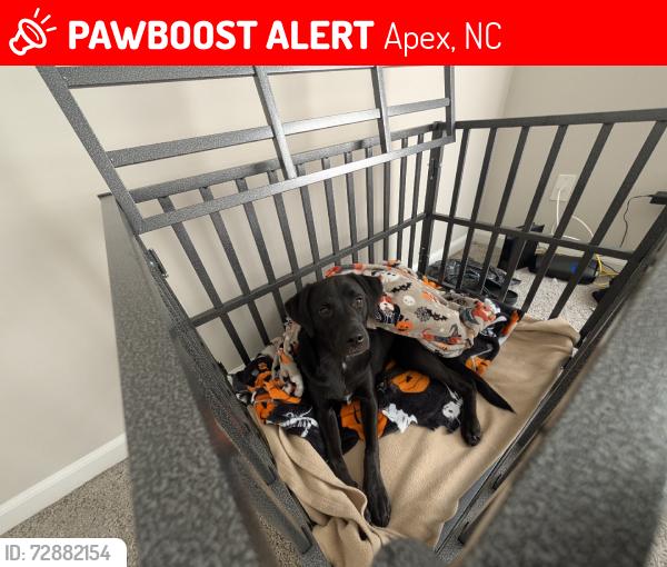 Lost Male Dog last seen Cary C. Jones Memorial Park, Apex, NC 27502