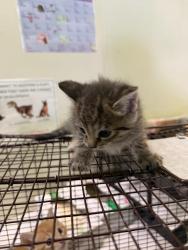 Shelter Stray Female Cat last seen , Los Angeles, CA 90047