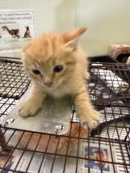 Shelter Stray Male Cat last seen , Los Angeles, CA 90047