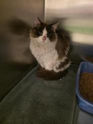 Shelter Stray Unknown Cat last seen Near BLOCK S 2200 W, WEST VALLEY CITY UT 84119, Salt Lake City, UT 84120