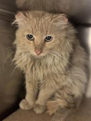Shelter Stray Unknown Cat last seen Near BLOCK S 2200 W, WEST VALLEY CITY UT 84119, Salt Lake City, UT 84120