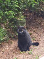Reunited Male Cat last seen Reynolds high school, Troutdale, OR 97060