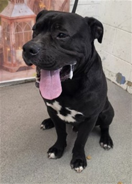 Shelter Stray Male Dog last seen YUMA DR X CACTUS CIR, San Bernardino, CA 92401