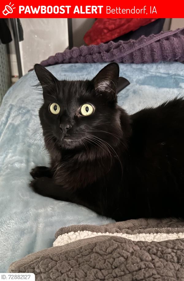 Lost Female Cat last seen East Crest Ave and East Dale Court (main roads Tanglefoot Ln and 53rd), Bettendorf, IA 52722