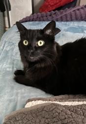 Lost Female Cat last seen East Crest Ave and East Dale Court (main roads Tanglefoot Ln and 53rd), Bettendorf, IA 52722
