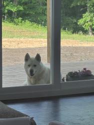 Found/Stray Male Dog last seen Fielden Store Rd, New Market TN , Jefferson County, TN 37820