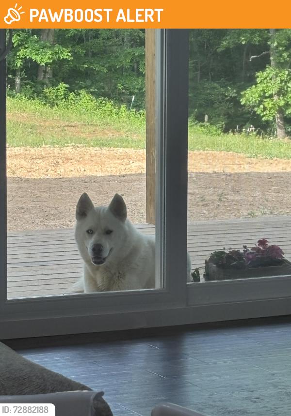 Found/Stray Male Dog last seen Fielden Store Rd, New Market TN , Jefferson County, TN 37820