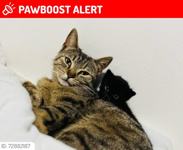 Lost Female Cat last seen Breach Avenue Southbourne, Southbourne, England 