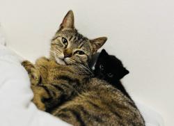 Lost Female Cat last seen Breach Avenue Southbourne, Southbourne, England 
