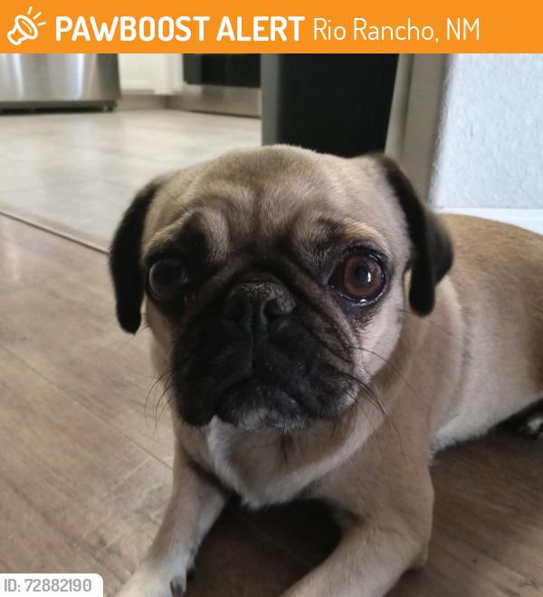 Found/Stray Female Dog last seen Off King, Rio Rancho, NM 87144