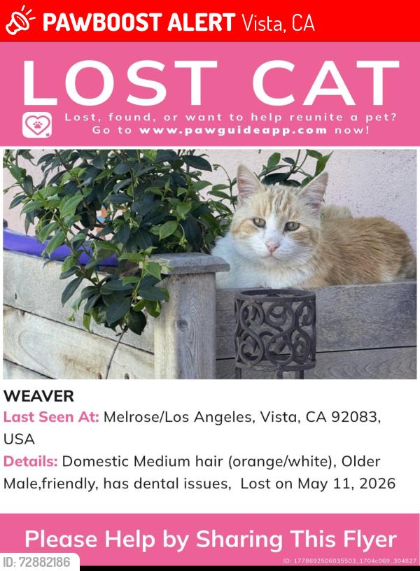 Lost Male Cat last seen Melrose Pl/Los Angeles , Vista, CA 92083