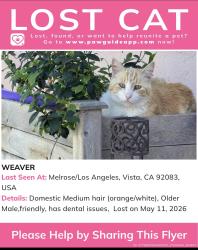 Lost Male Cat last seen Melrose Pl/Los Angeles , Vista, CA 92083