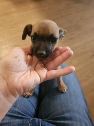 Found/Stray Female Dog last seen Summitview, Yakima, WA 98908