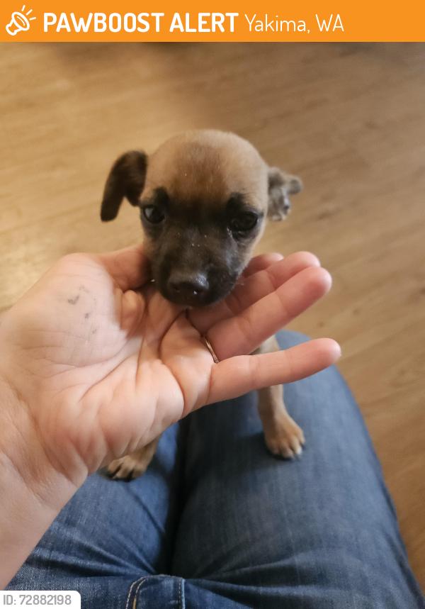 Found/Stray Female Dog last seen Summitview, Yakima, WA 98908