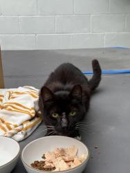 Found/Stray Unknown Cat last seen Rowell and 2nd Street , Manhattan Beach, CA 90266