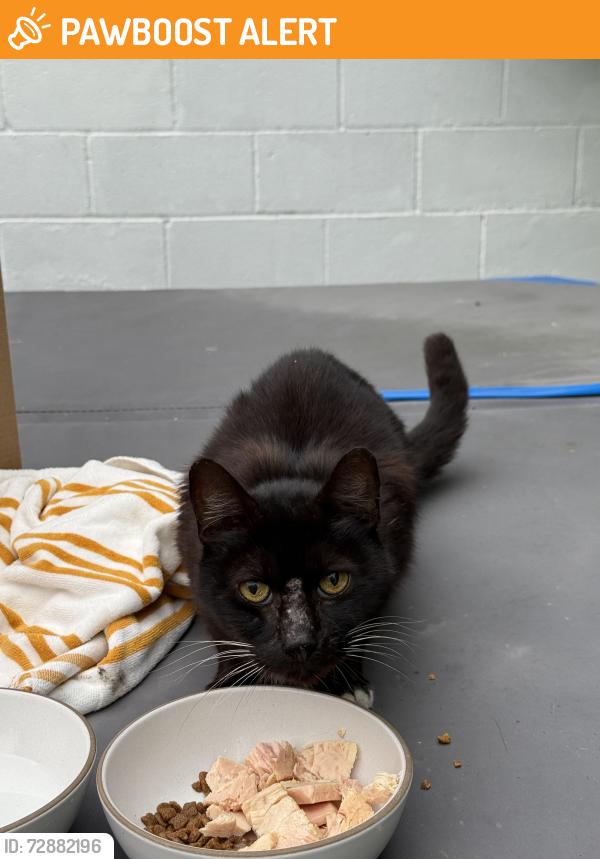 Found/Stray Unknown Cat last seen Rowell and 2nd Street , Manhattan Beach, CA 90266