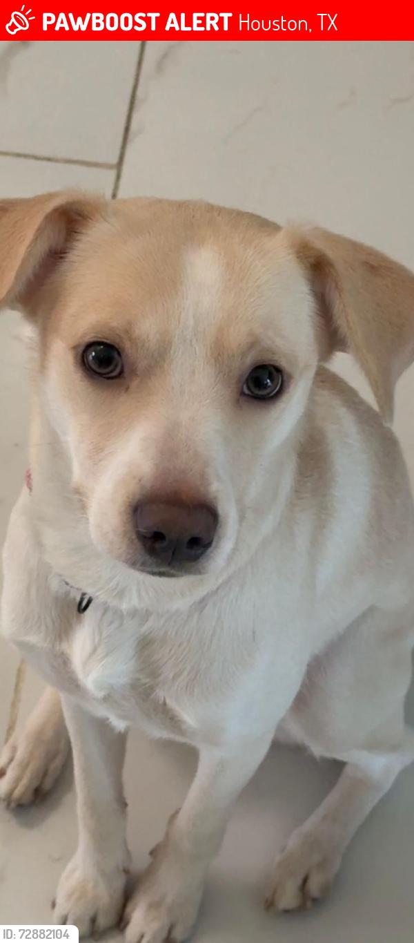 Lost Female Dog last seen BRIAR GLADE DR , Houston, TX 77072