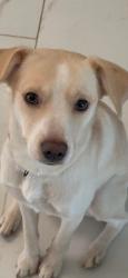 Lost Female Dog last seen BRIAR GLADE DR , Houston, TX 77072