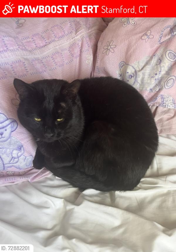 Lost Male Cat last seen Near Myano Lane, Stamford, CT 06902